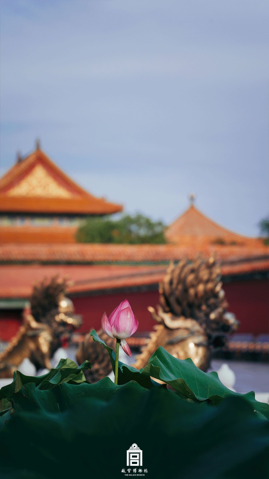 202506-慈宁宫区域-夏季-荷花@麒麟