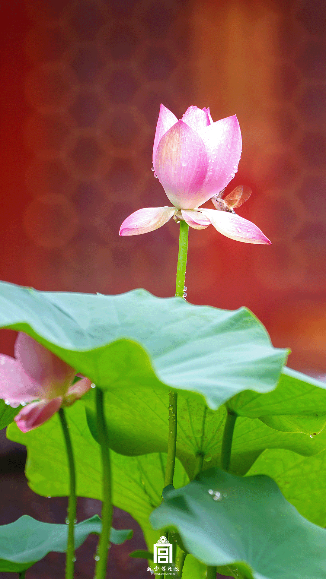 202507-慈宁宫花园-夏季-荷花