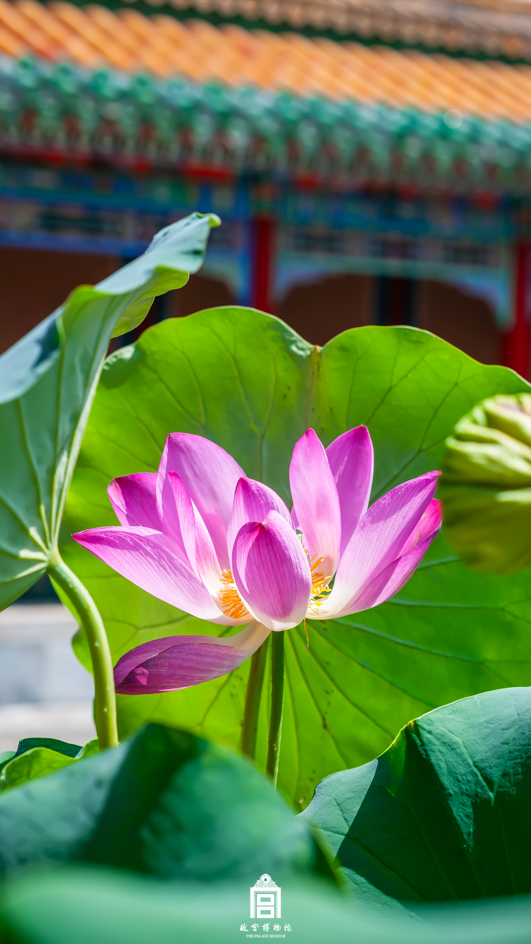 202508-建福宫花园-秋季-荷花@琉璃瓦