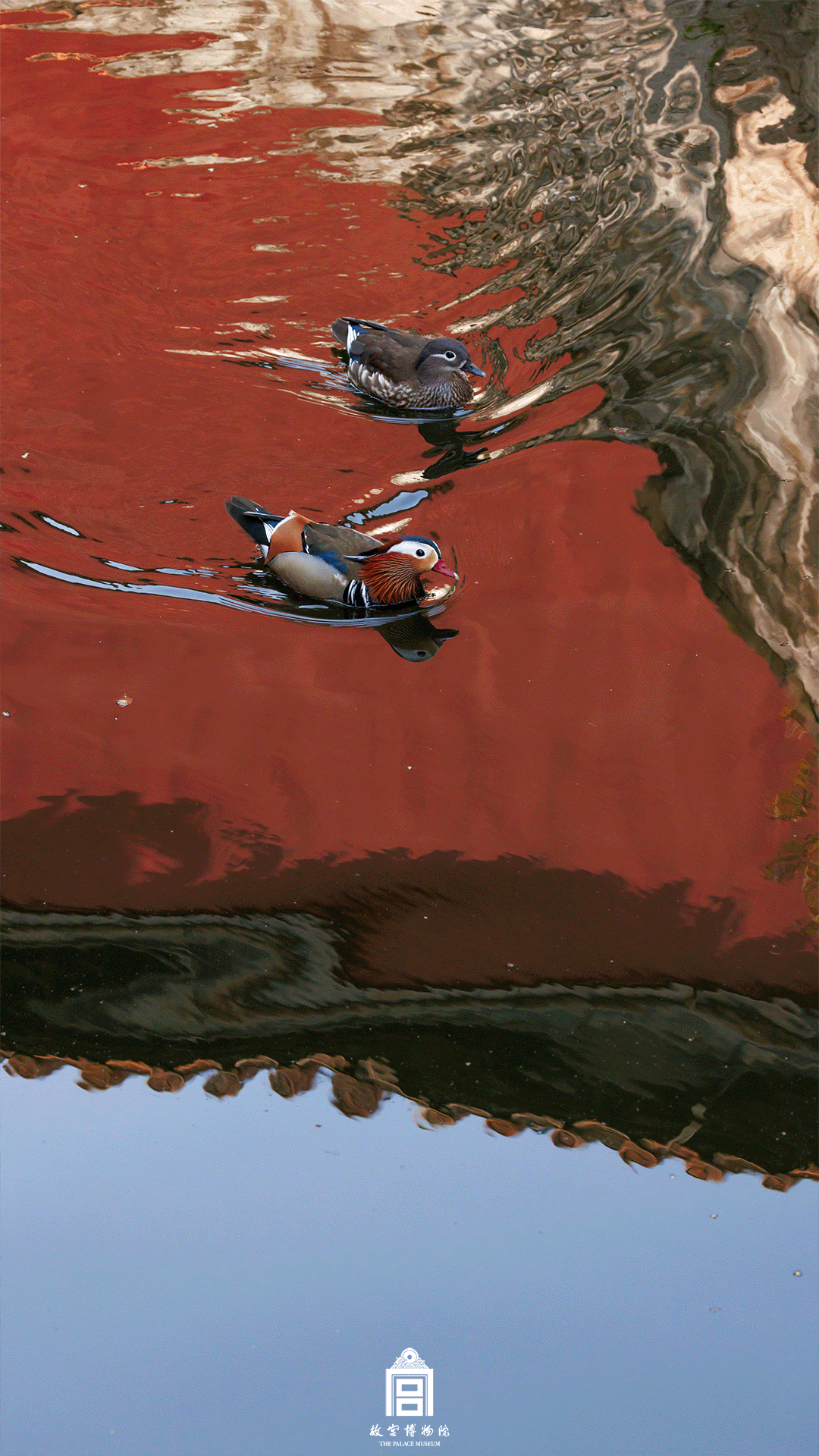 202508-内金水河-秋季-鸳鸯@红色背景@水