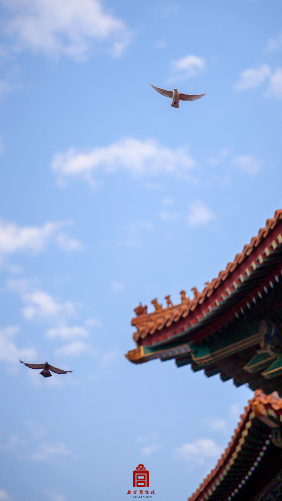 202508-午门区域-夏季-鸽子@脊兽