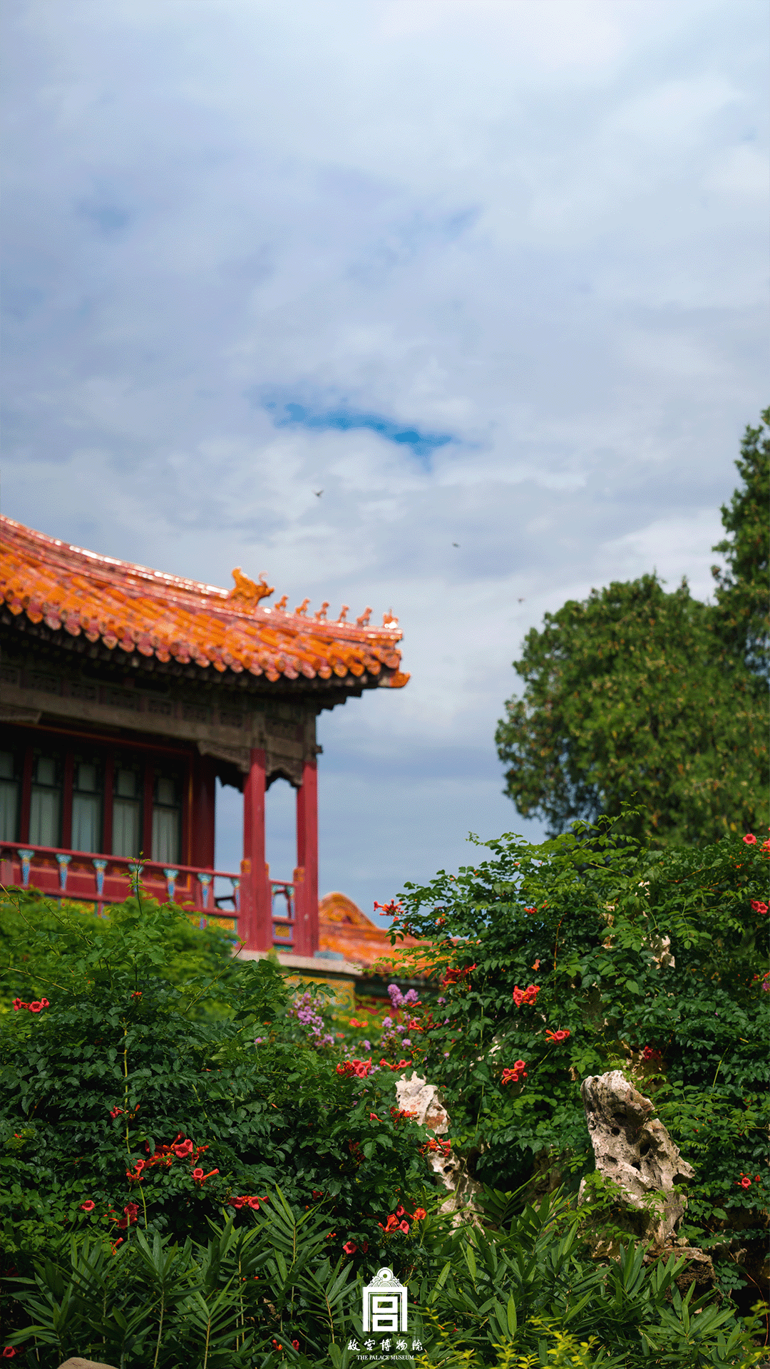 202508-御花园-秋季-凌霄@花园@红色背景@绿色背景@垂兽